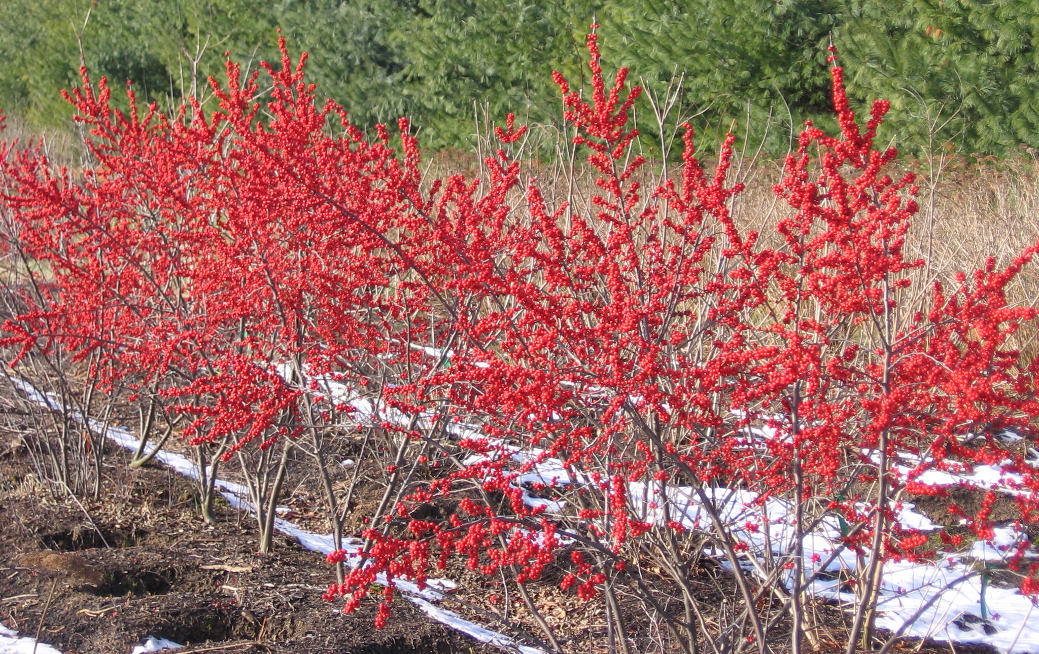 'Winter Red' Bushes